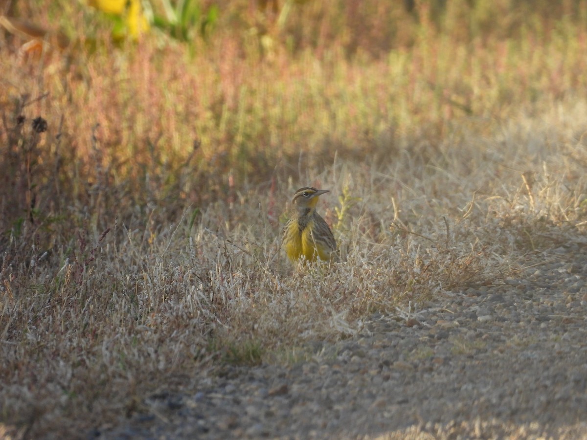 Western Meadowlark - ML642306418