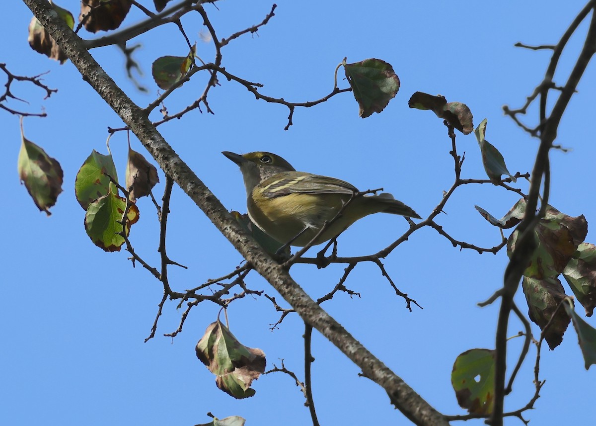 White-eyed Vireo - ML642306421