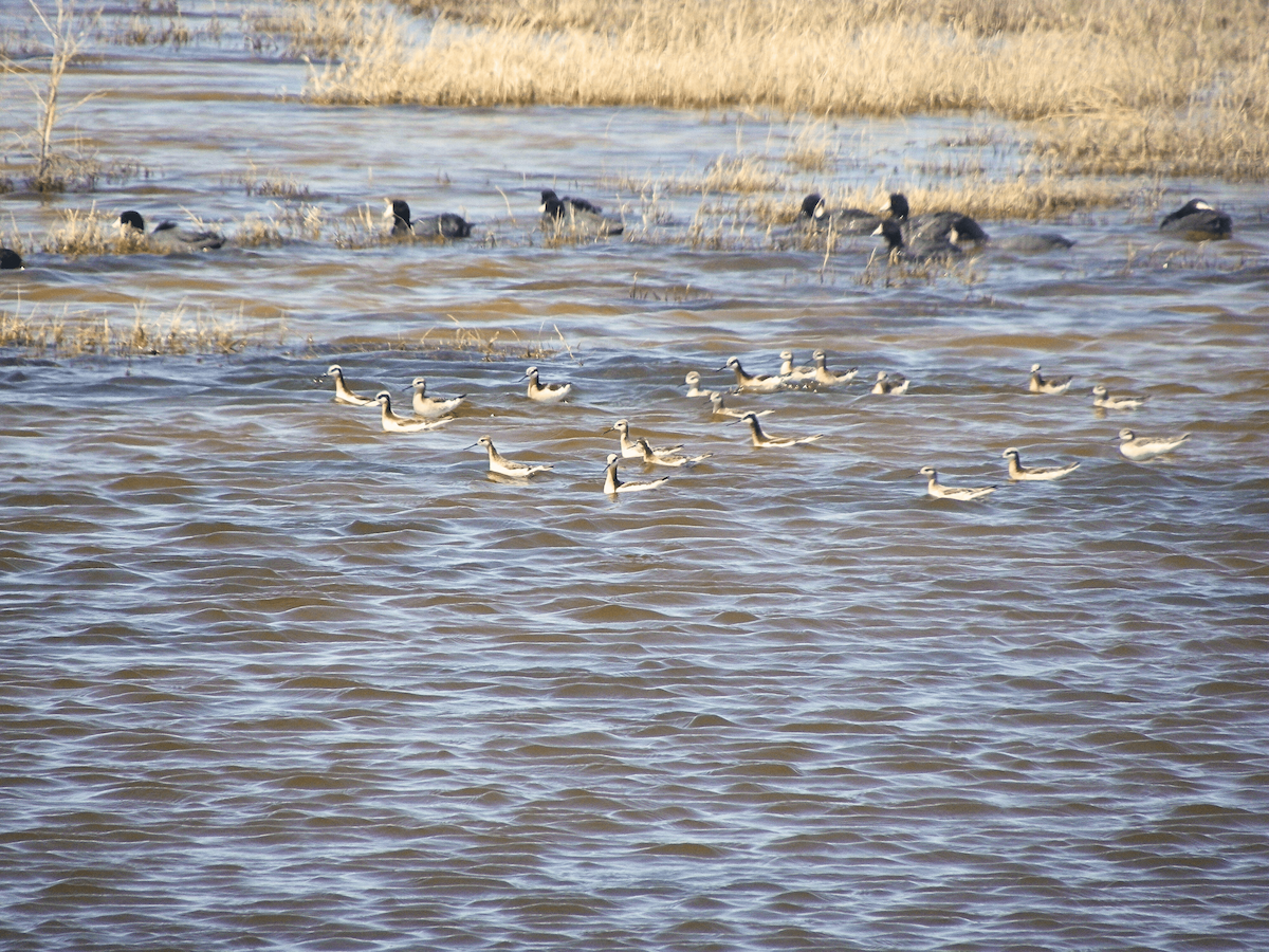 Phalarope de Wilson - ML642306426