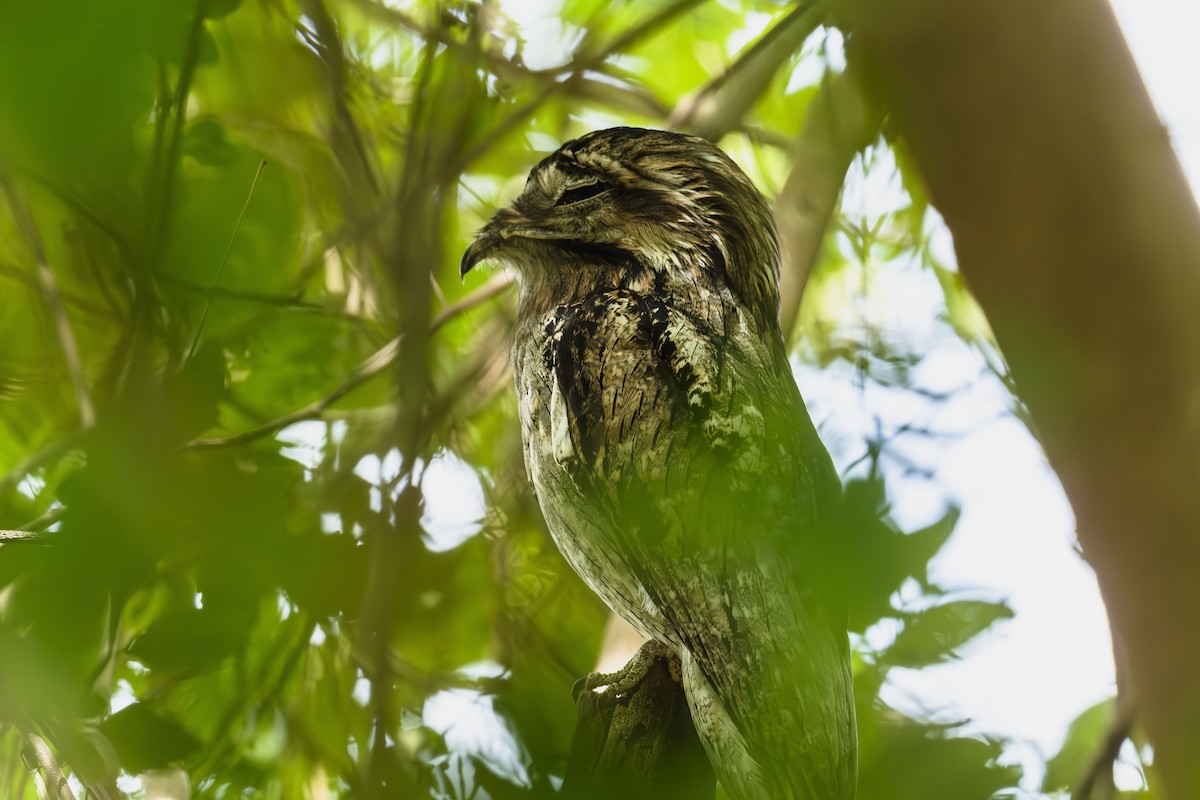 Northern Potoo - ML642306435