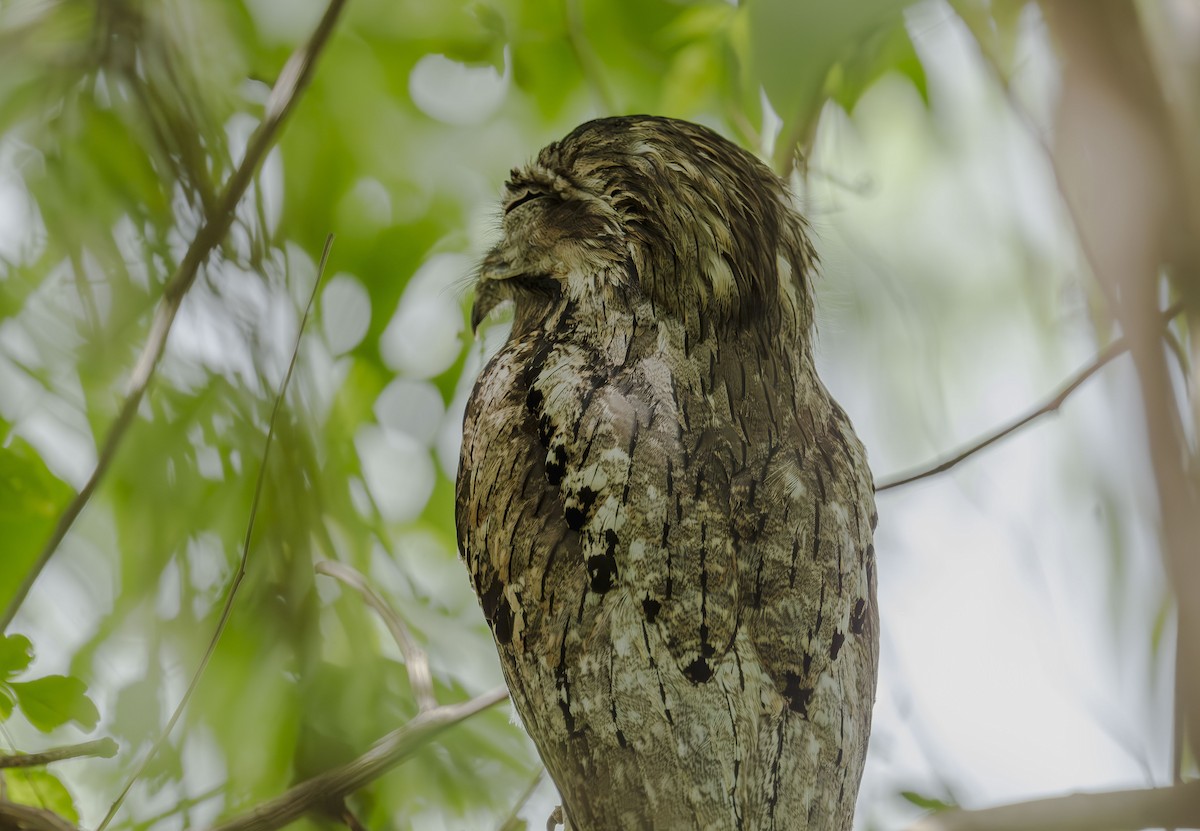 Northern Potoo - ML642306438
