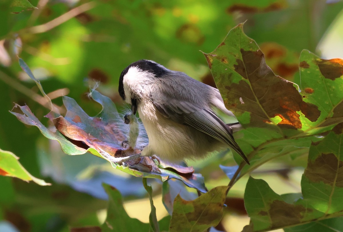 Carolina Chickadee - ML642306445