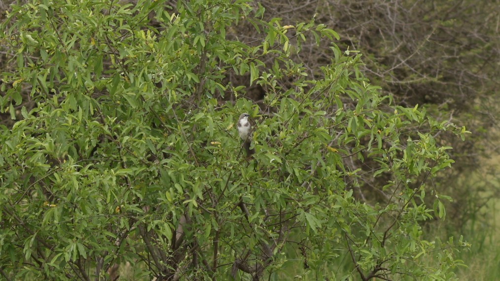 Northern Pied-Babbler - ML642306452