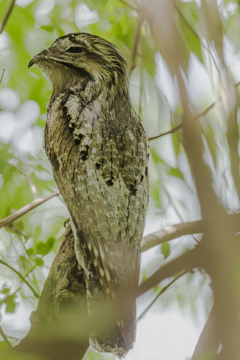Northern Potoo - ML642306454