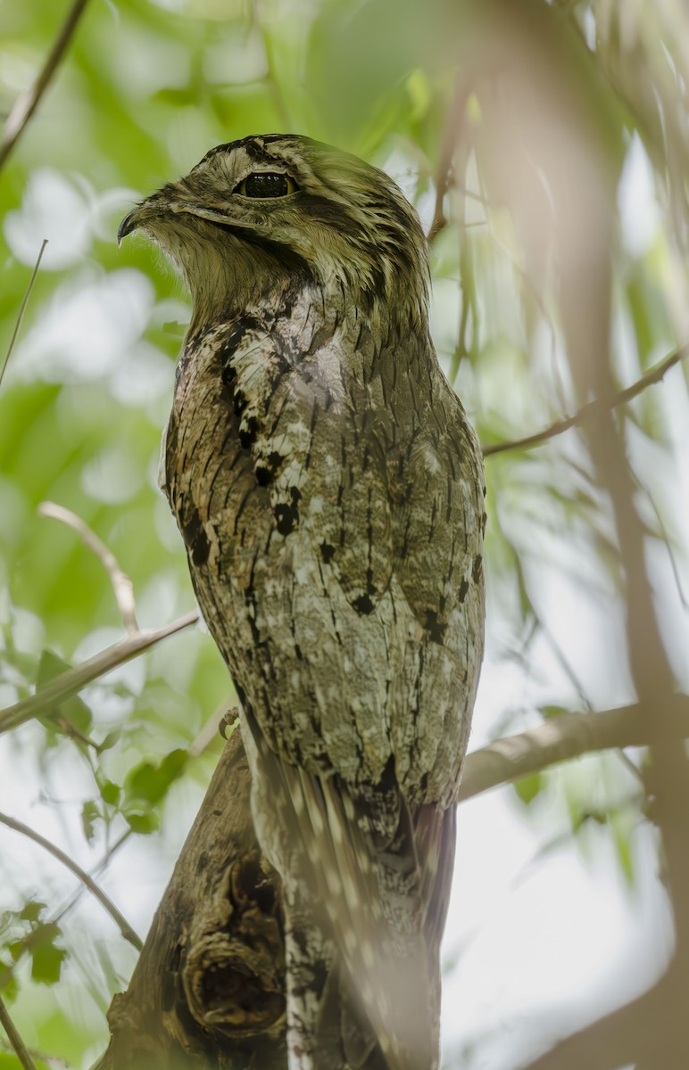 Northern Potoo - ML642306457