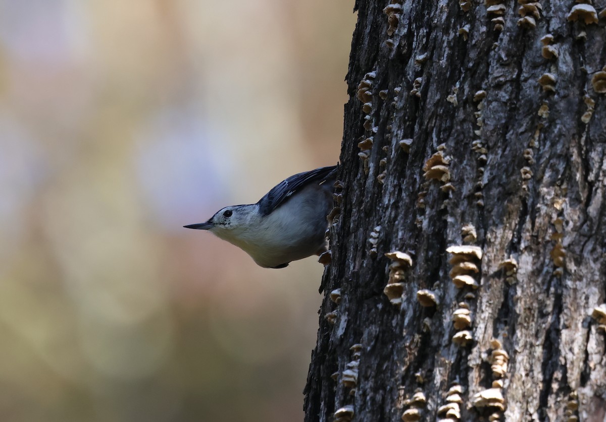 White-breasted Nuthatch - ML642306459