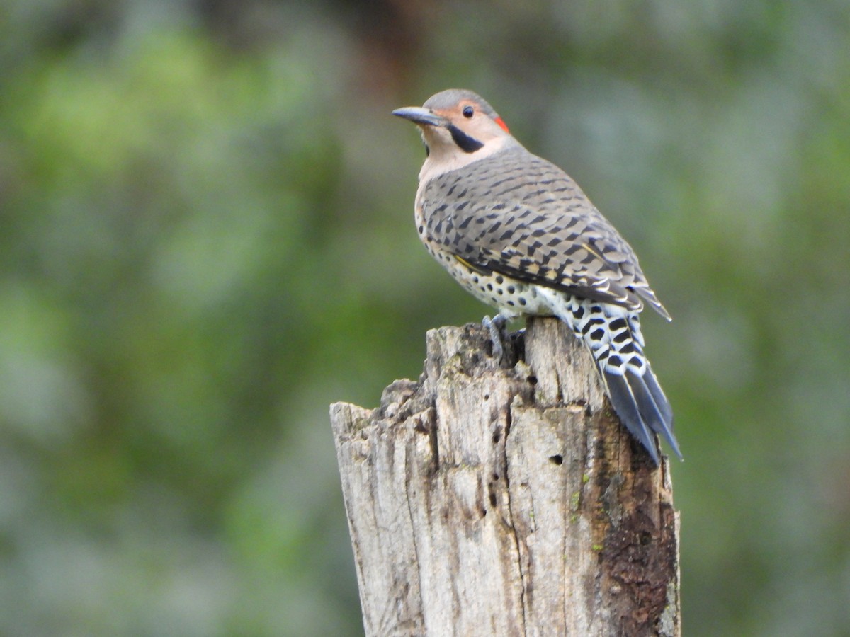 Northern Flicker - ML642306461