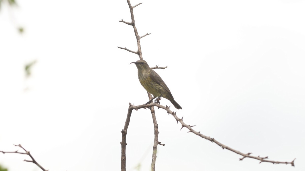 Marico Sunbird - ML642306463