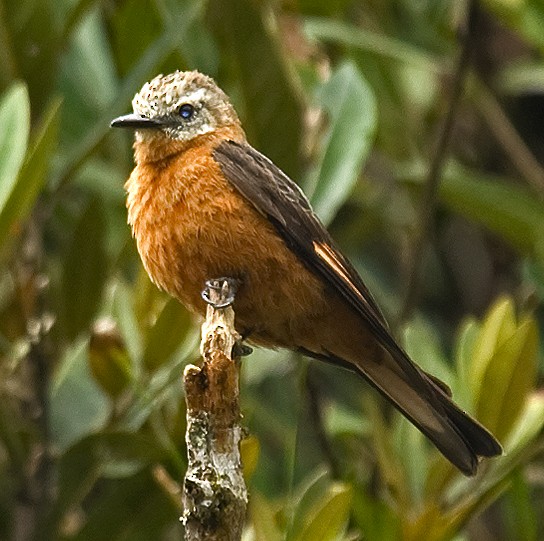 Cliff Flycatcher - ML642306477