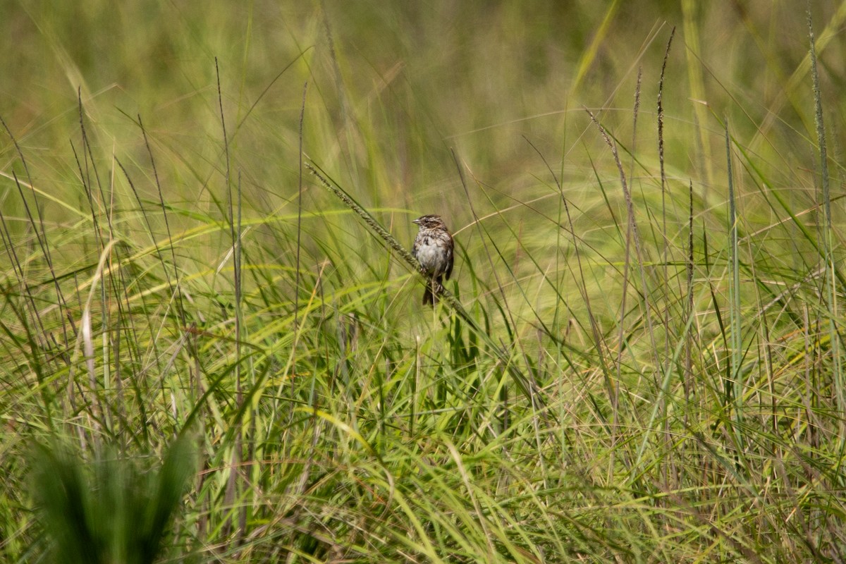 Bruant des sierras - ML642306484