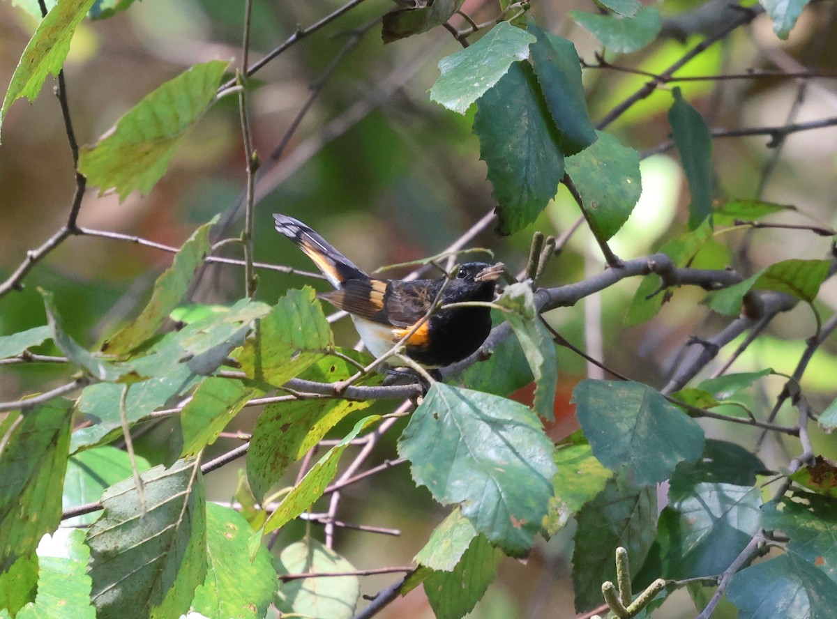 American Redstart - ML642306486