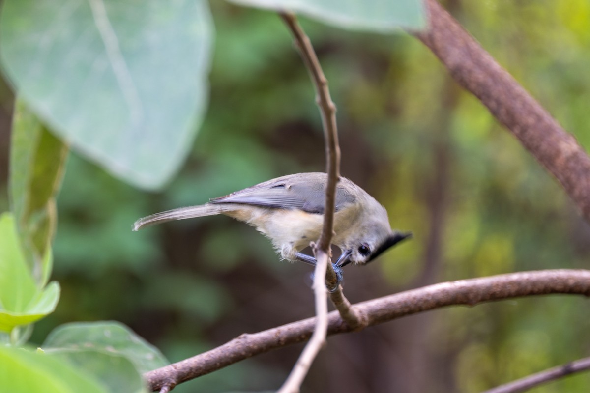 Black-crested Titmouse - ML642306528