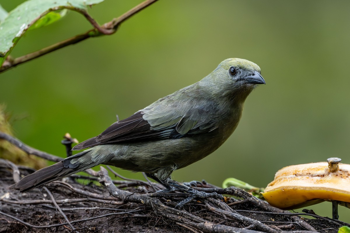 Palm Tanager - ML642306542