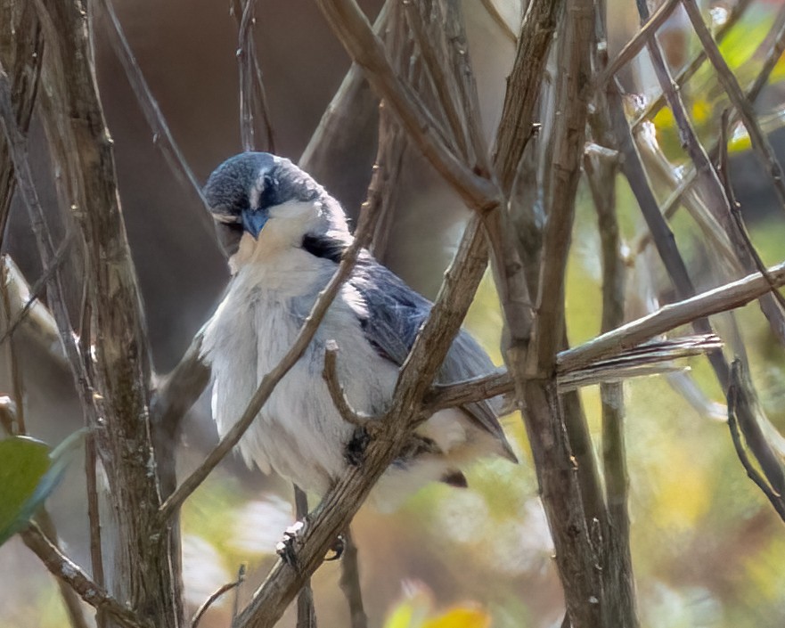Long-tailed Reed Finch - ML642306571