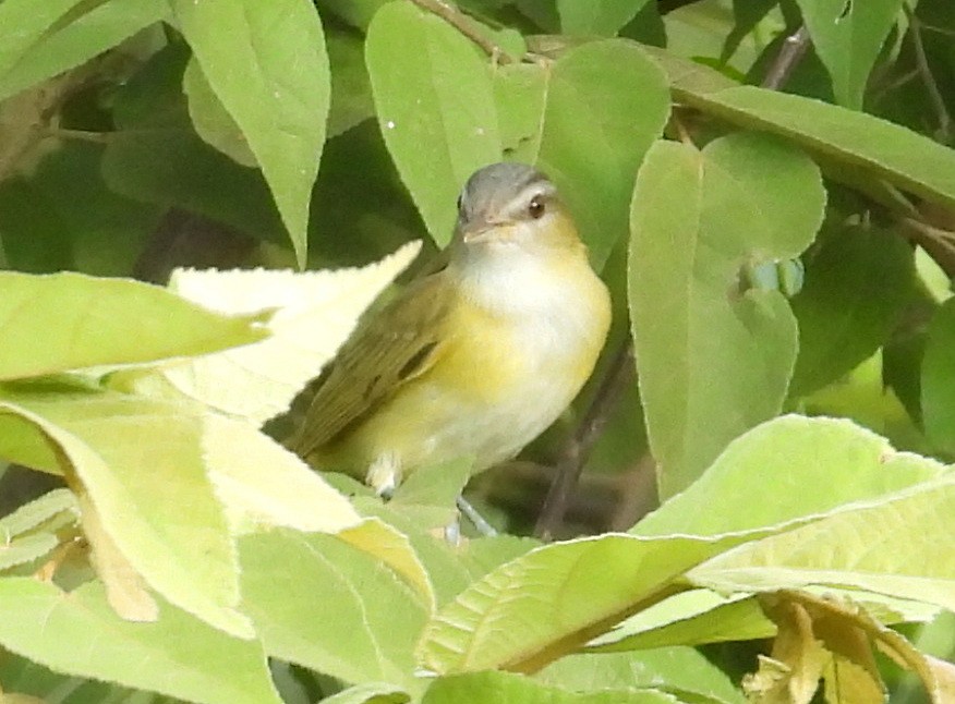 Yellow-green Vireo - ML642306578