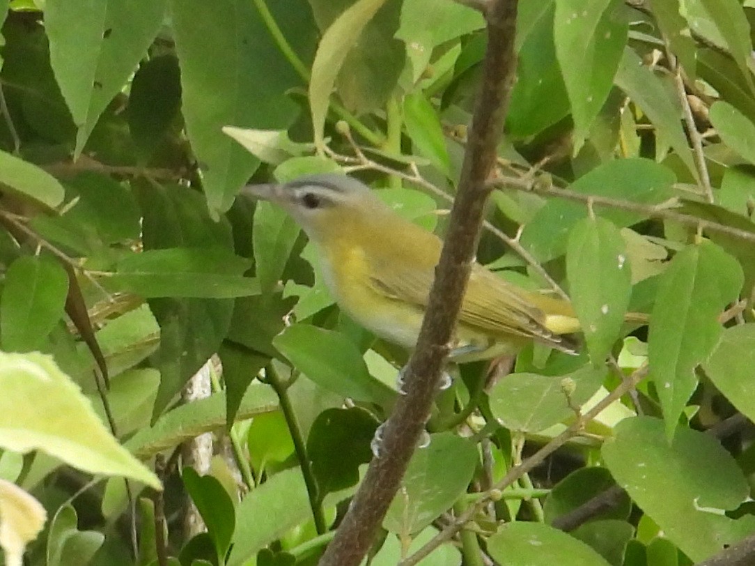 Yellow-green Vireo - ML642306579