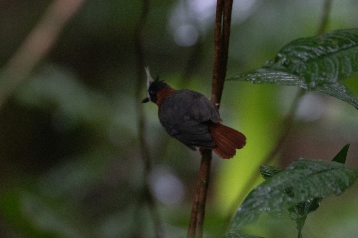 White-plumed Antbird - ML642306583