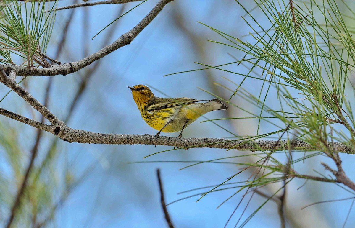 Cape May Warbler - ML642306592