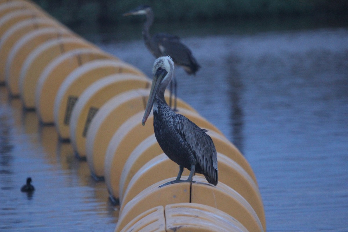 Brown Pelican - ML642306601