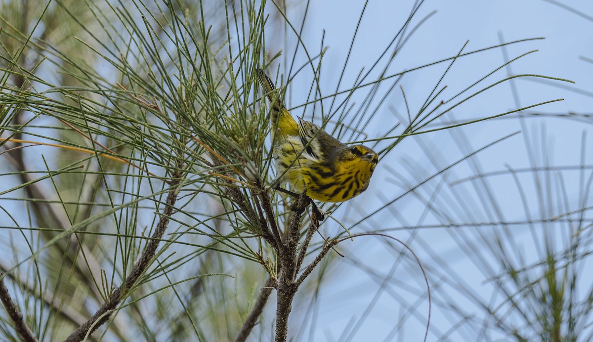 Cape May Warbler - ML642306638