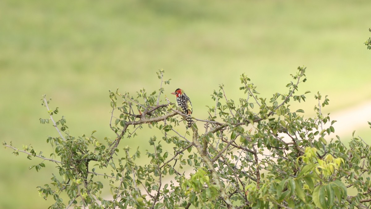 Red-and-yellow Barbet - ML642306643