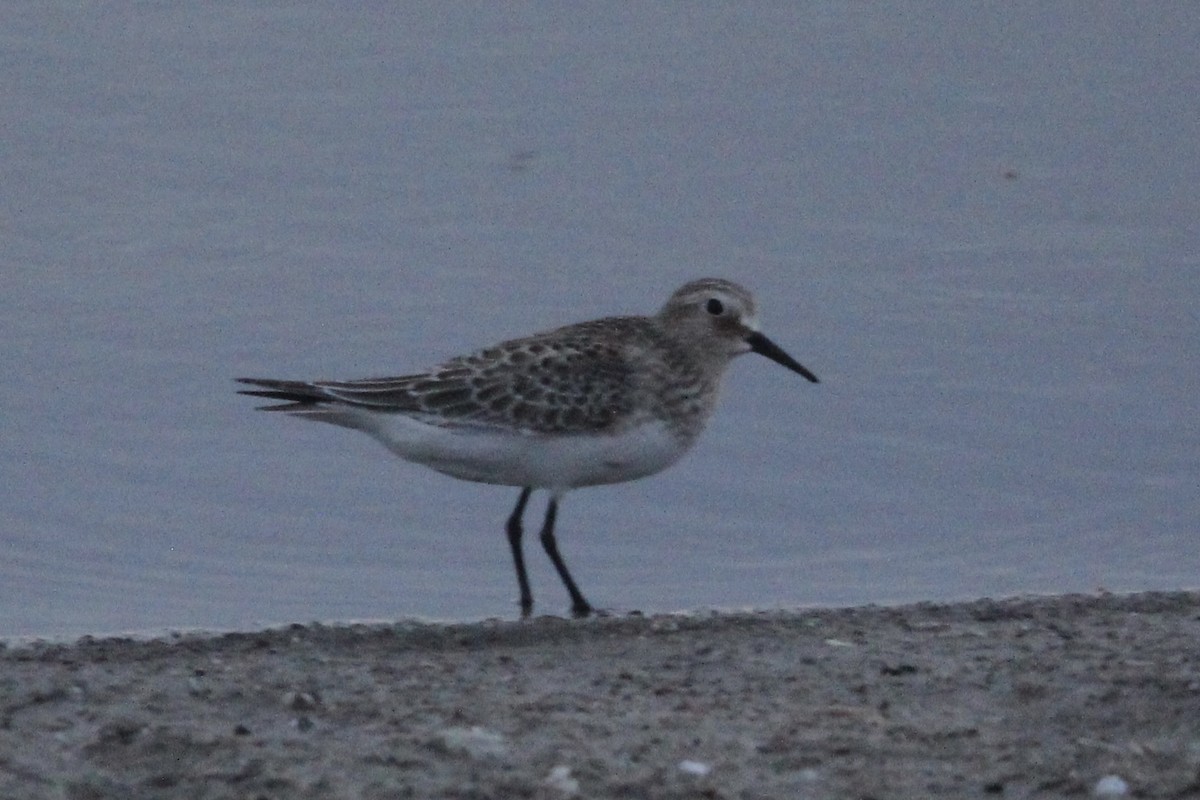 Baird's Sandpiper - ML642306645