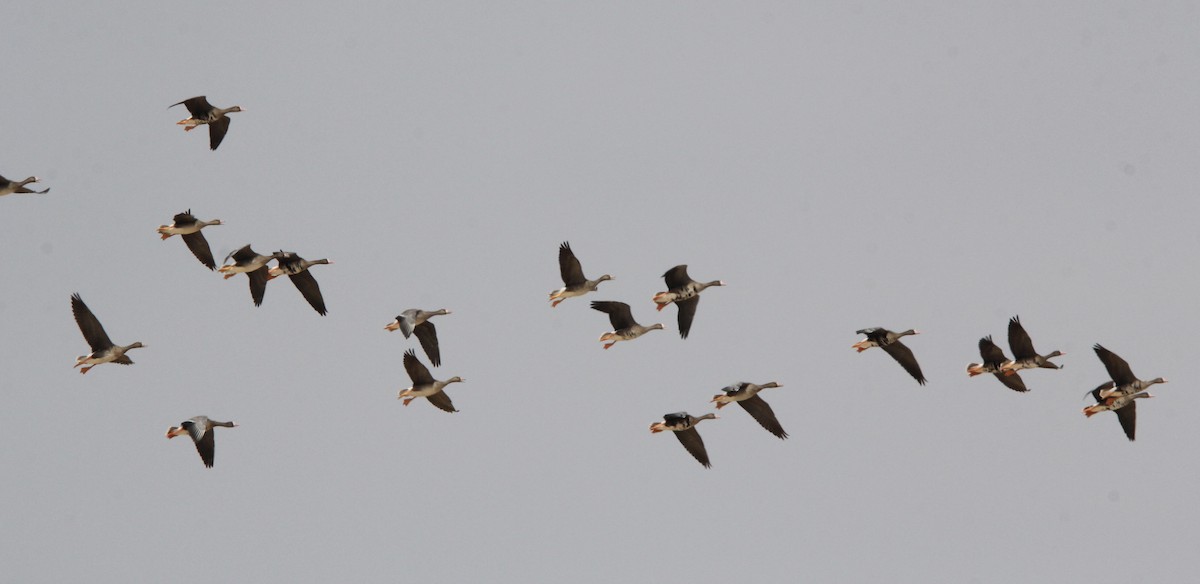 Greater White-fronted Goose - ML642306656