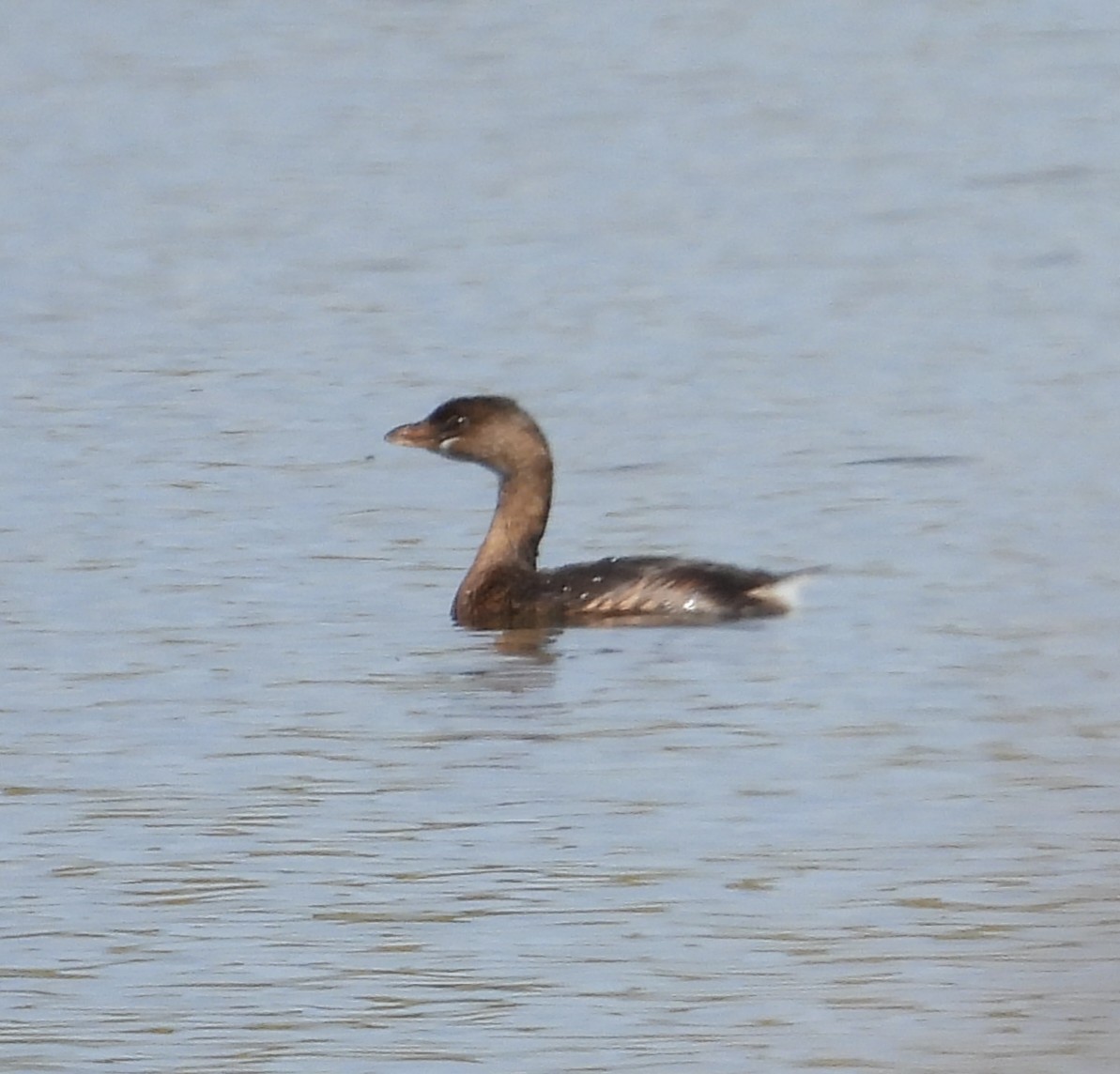 Pied-billed Grebe - ML642306659
