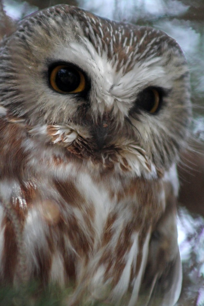 Northern Saw-whet Owl - ML642306660