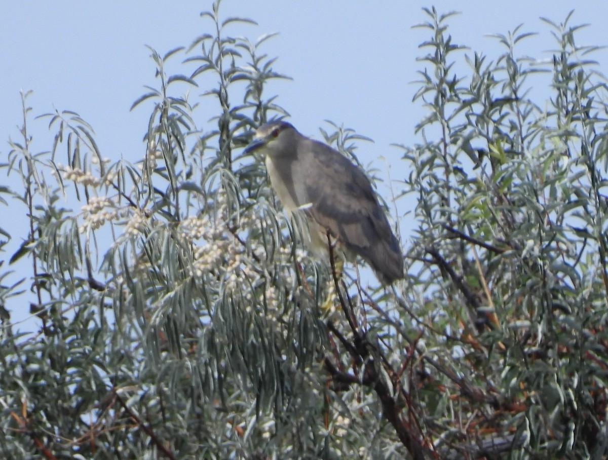 Nitticora - ML642306669