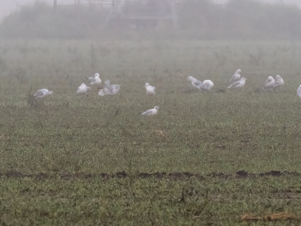 Black-headed Gull - ML642306679