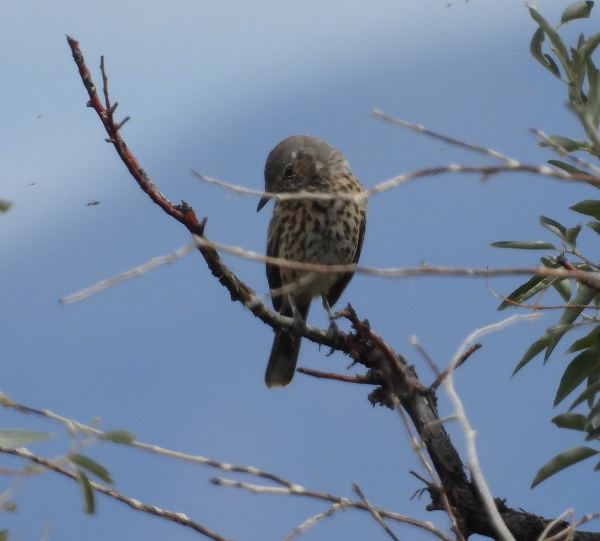 Sage Thrasher - ML642306688