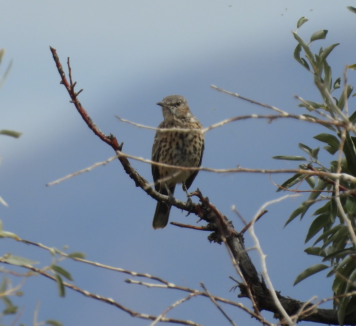 Sage Thrasher - ML642306691