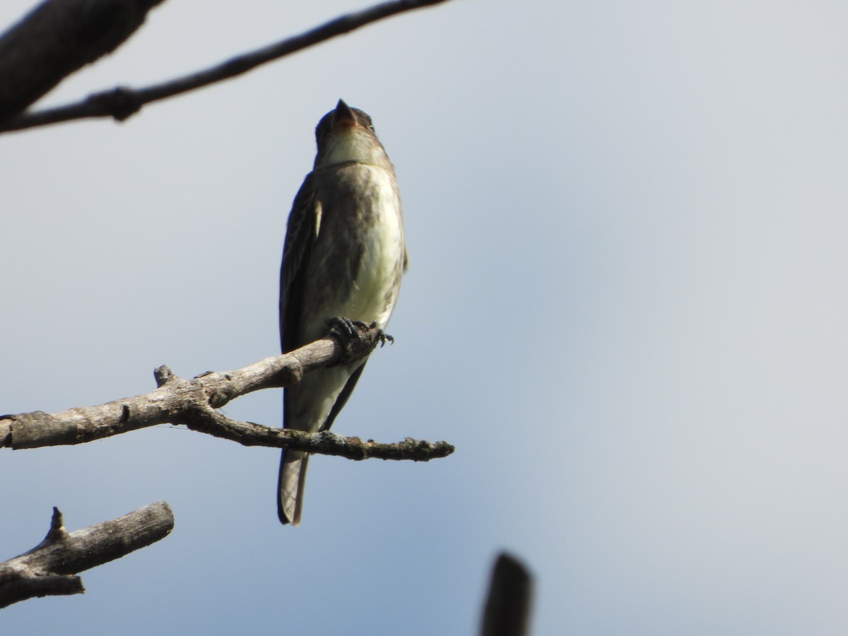 Olive-sided Flycatcher - ML642306702