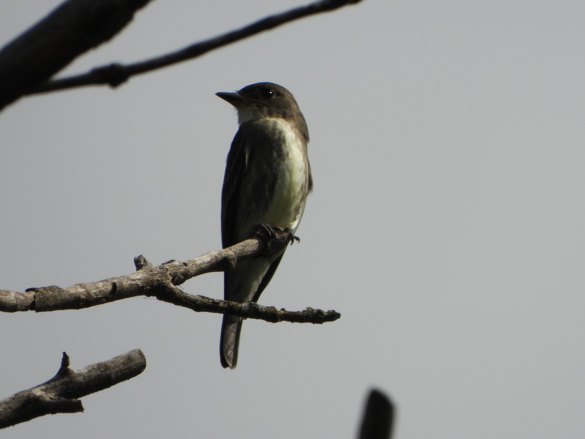 Olive-sided Flycatcher - ML642306705