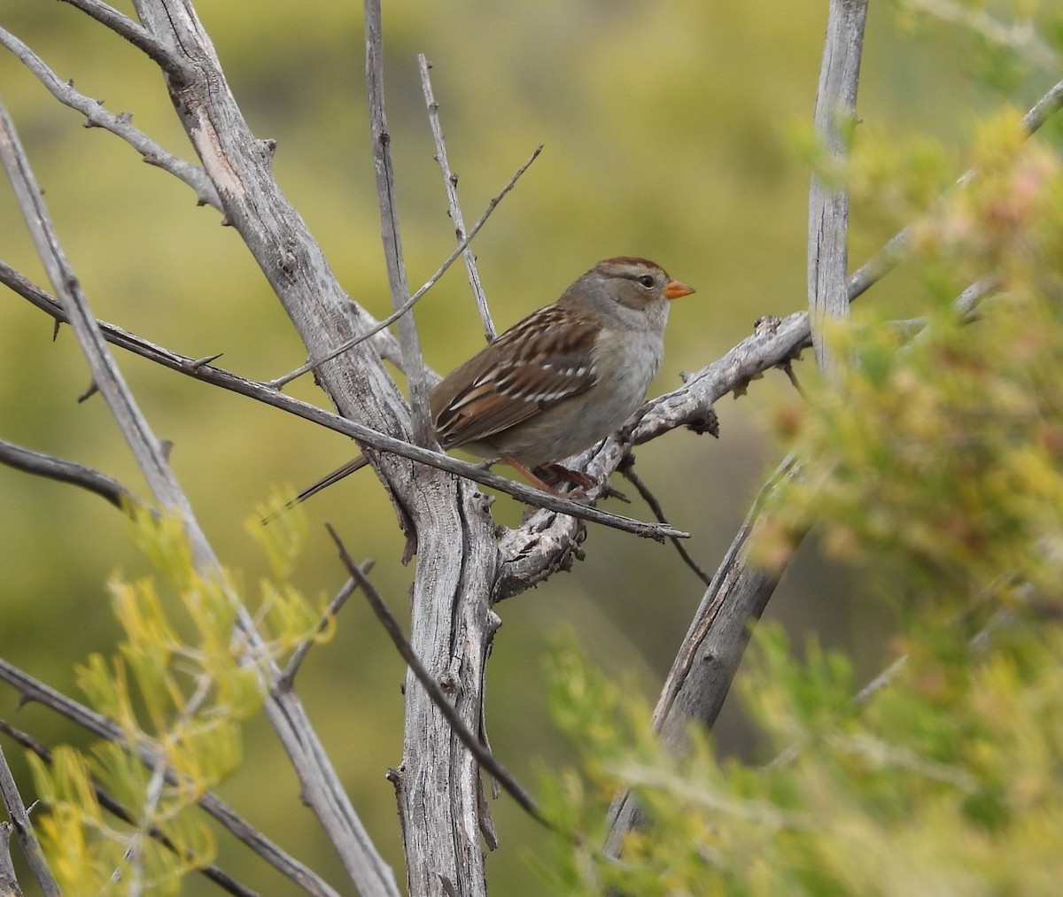 White-crowned Sparrow - ML642306707