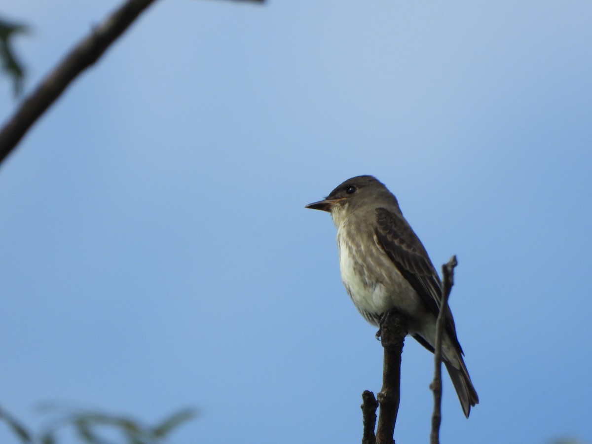 Olive-sided Flycatcher - ML642306709