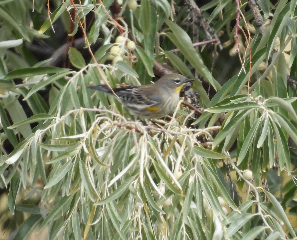 Yellow-rumped Warbler (Audubon's) - ML642306717
