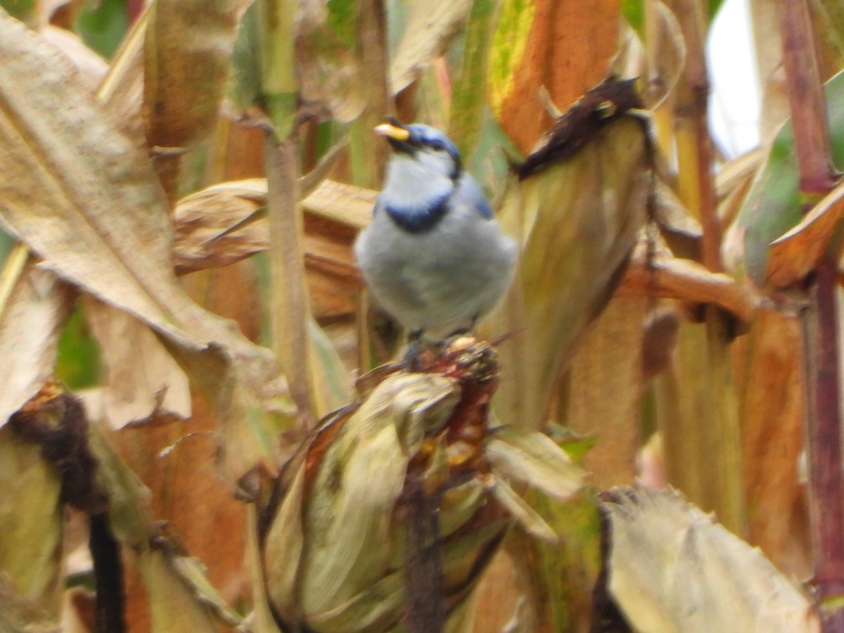 Blue Jay - ML642306720