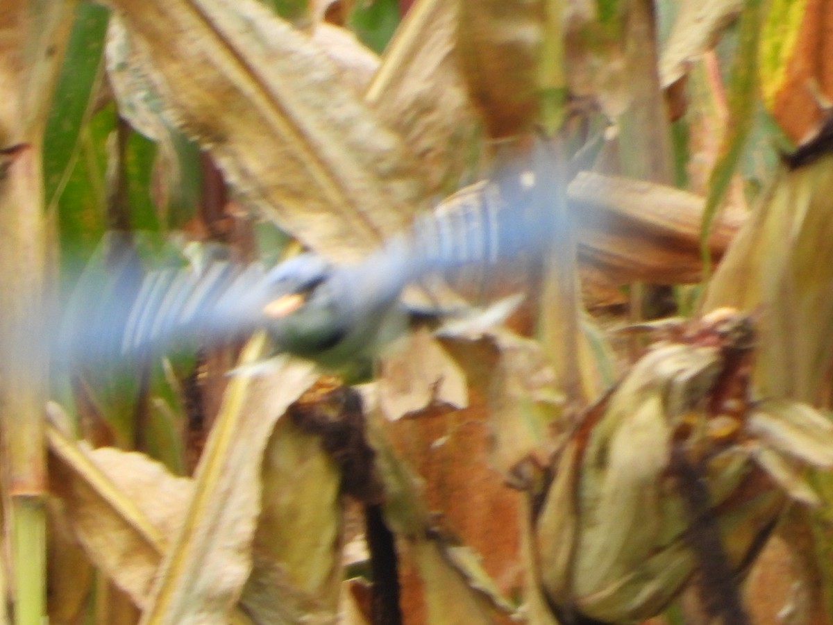 Blue Jay - ML642306723