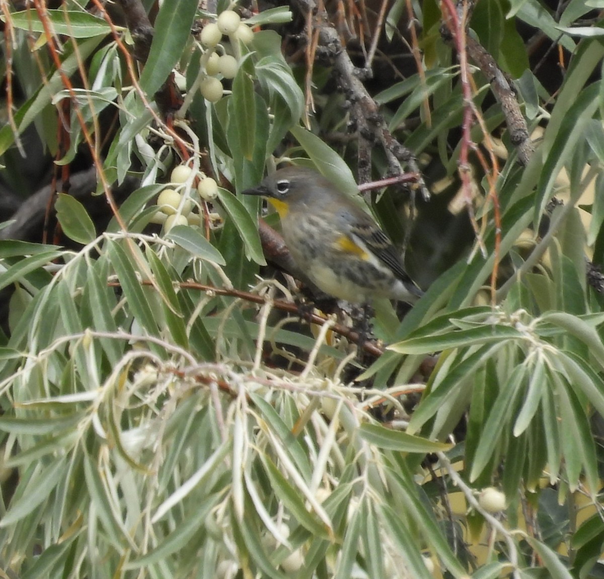 Yellow-rumped Warbler (Audubon's) - ML642306724