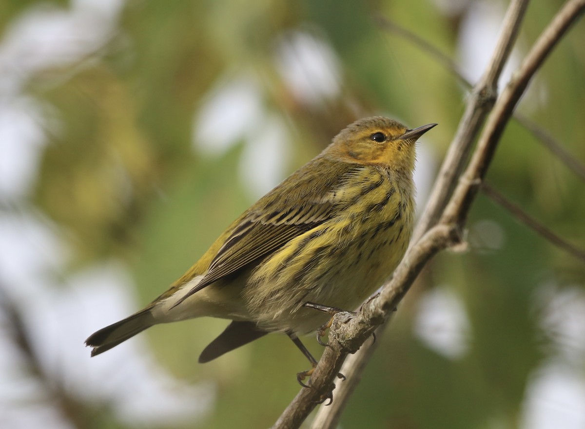 Cape May Warbler - ML642306728