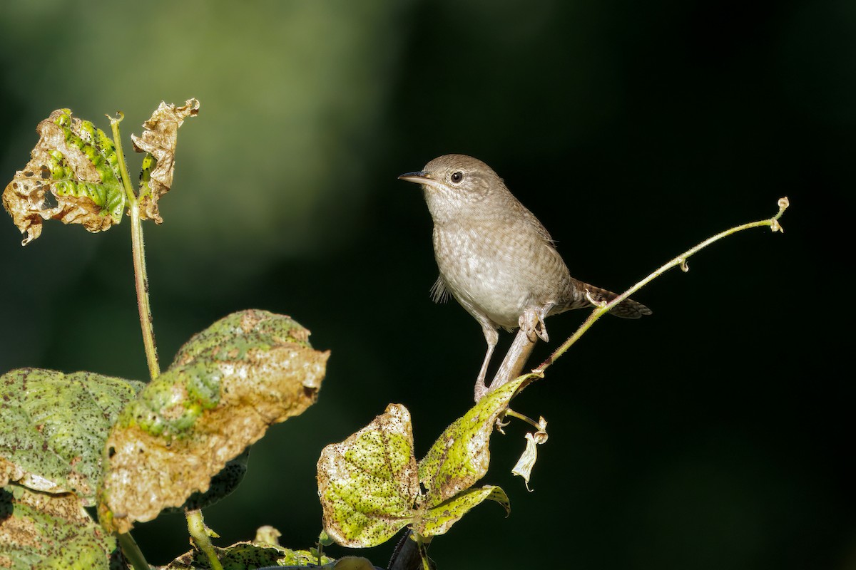 Northern House Wren - ML642306742