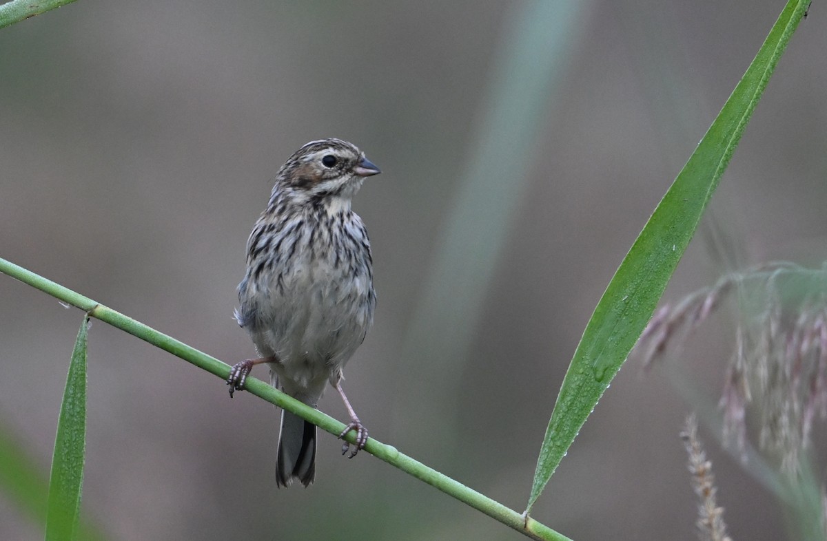 Pallas's Bunting - ML642306747