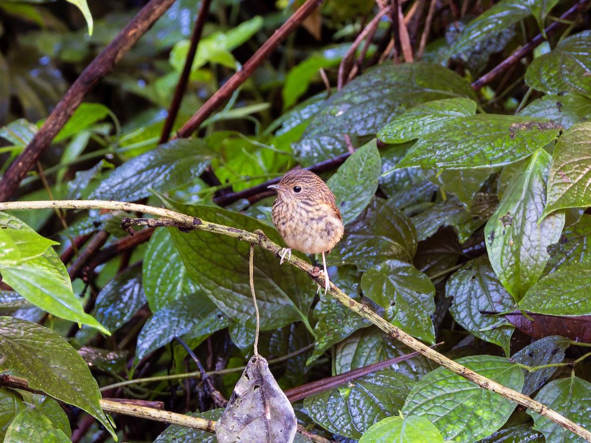 Snowy-browed Flycatcher - ML642306784