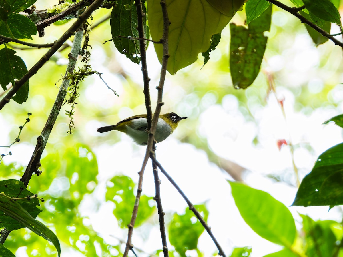 Black-crowned White-eye - ML642306786