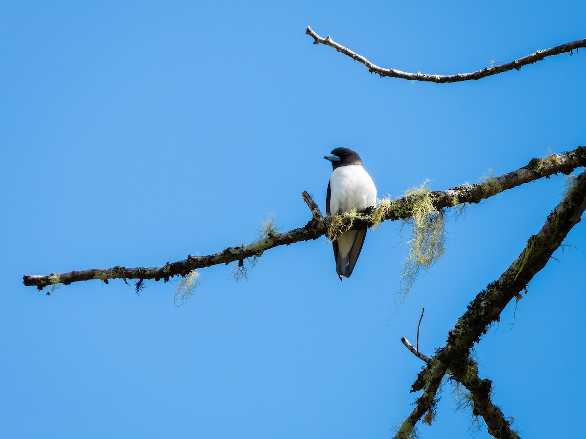 Ivory-backed Woodswallow - ML642306788