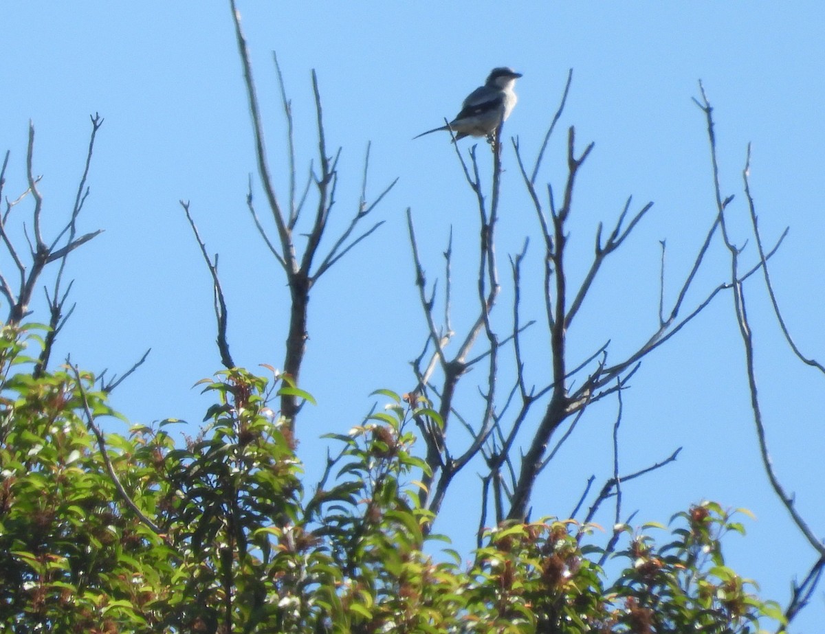 Loggerhead Shrike - ML642306789
