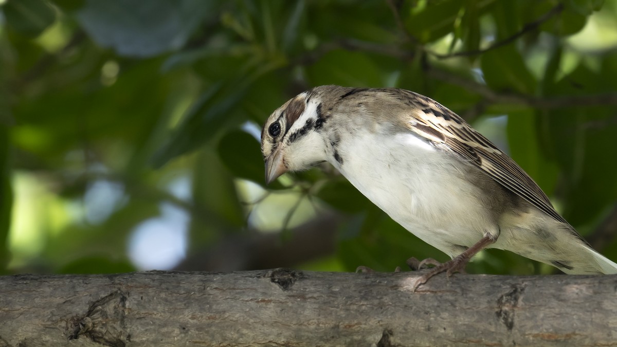 Lark Sparrow - ML642306799