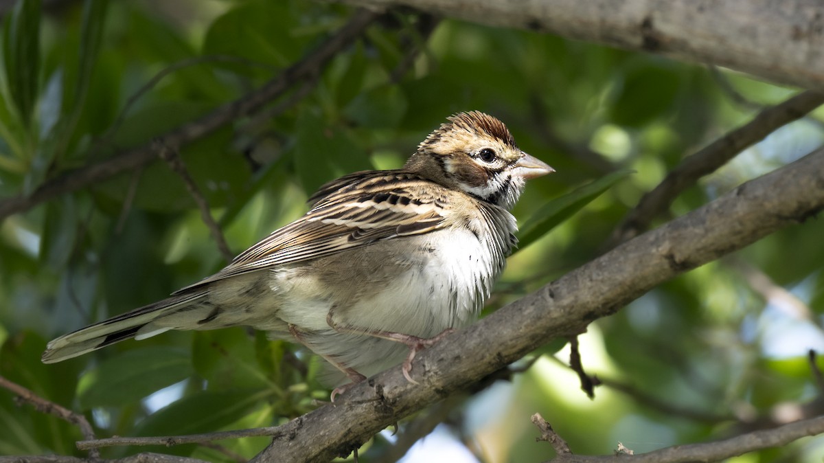 Lark Sparrow - ML642306800